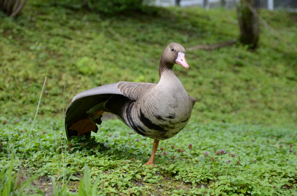 あひる？