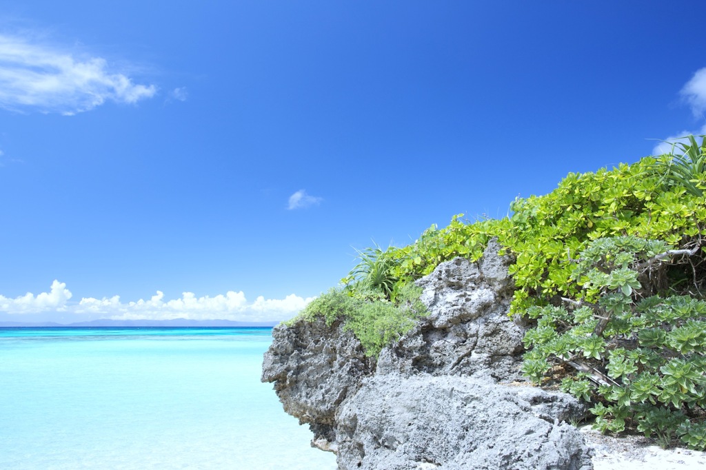 浜辺の緑