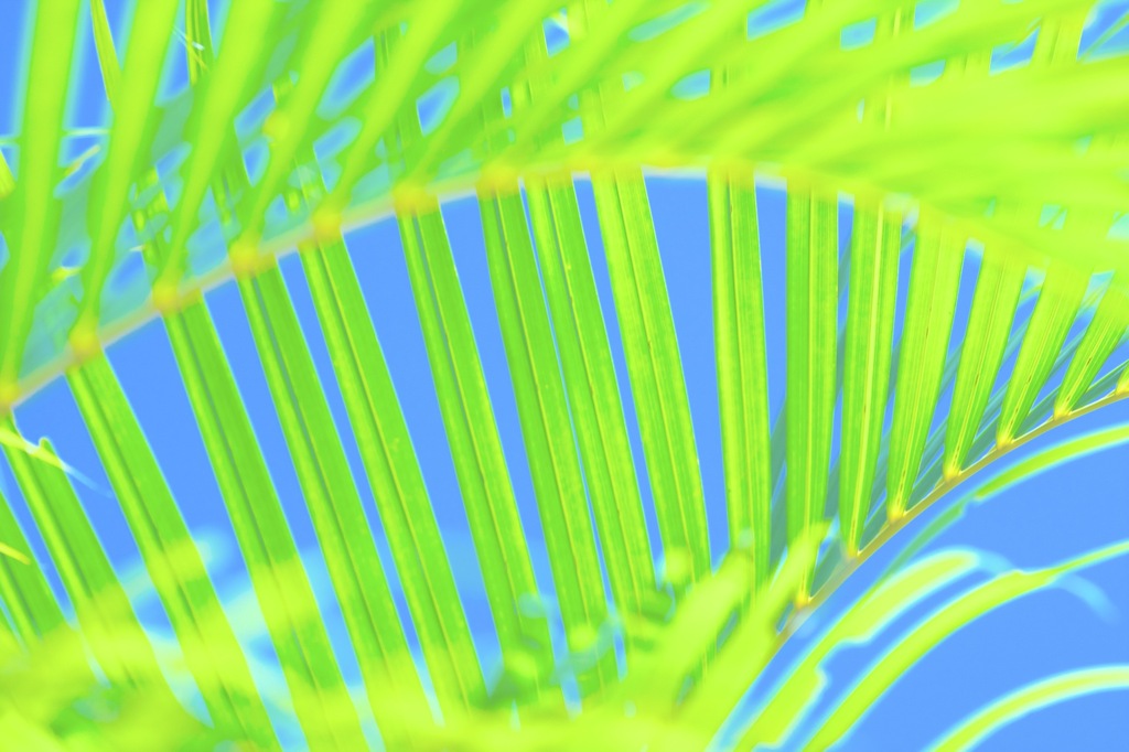 ヤシの葉