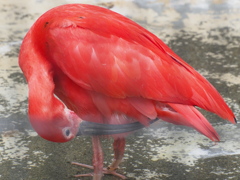 ショウジョウトキ