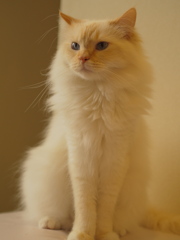 猫カフェにて・・