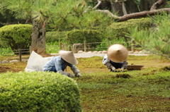 庭の手入れ