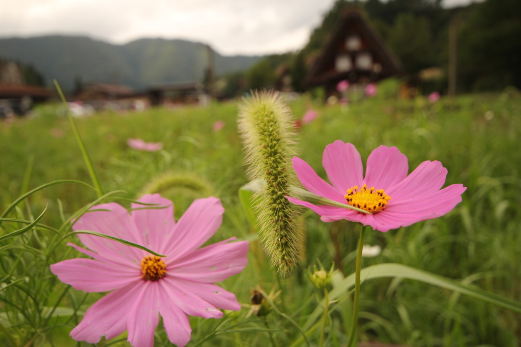 白川郷のコスモス