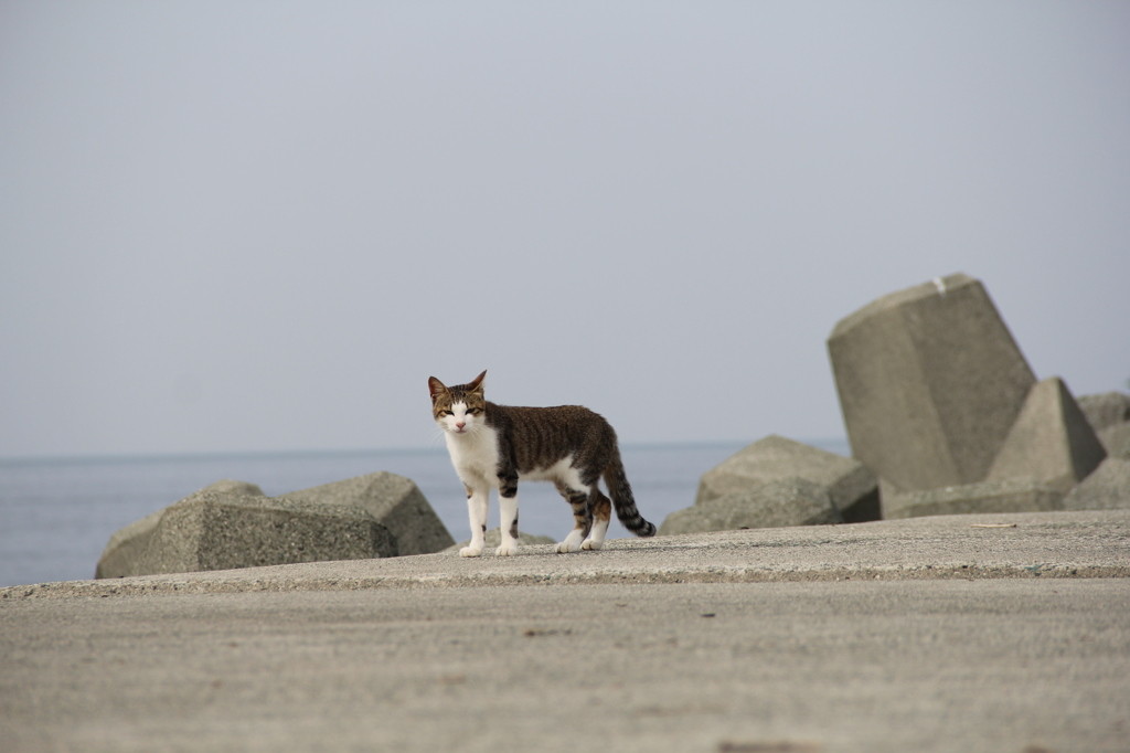 青島の猫