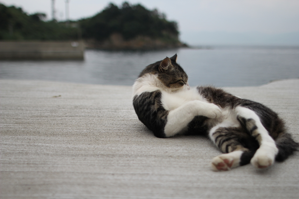 青島の猫