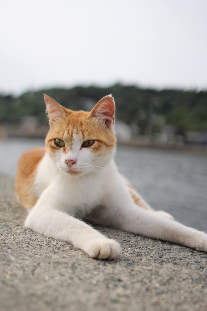 青島の猫