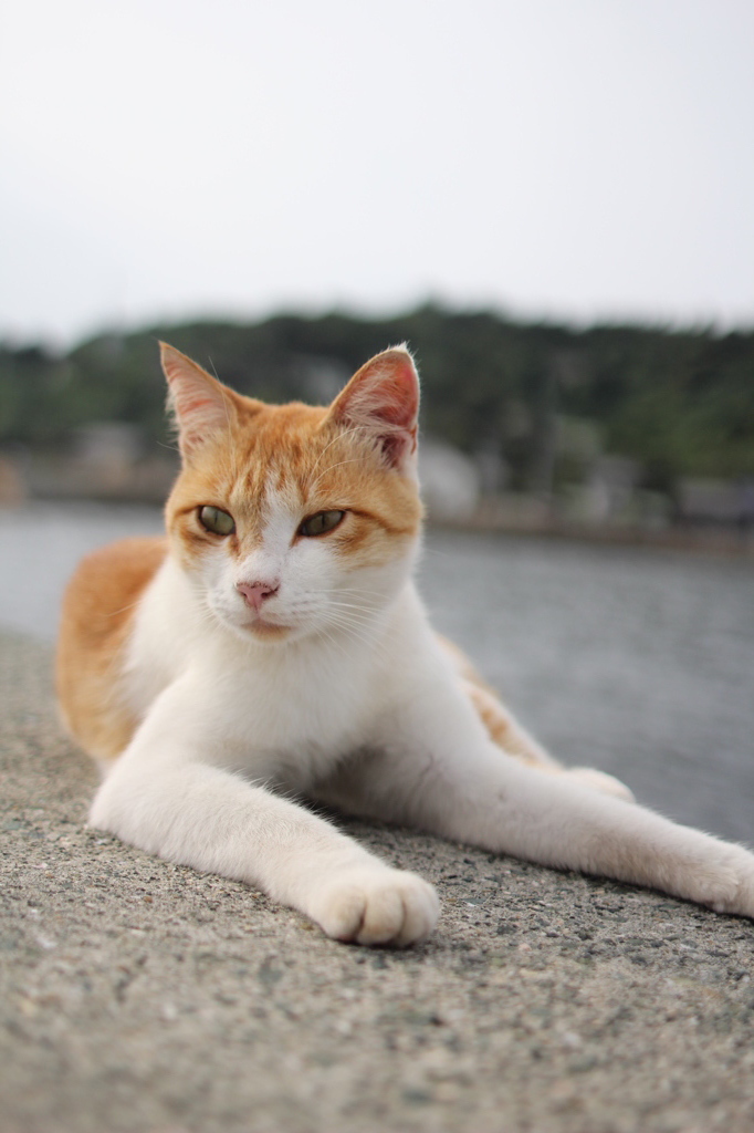 青島の猫