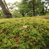 コケに生えた茸