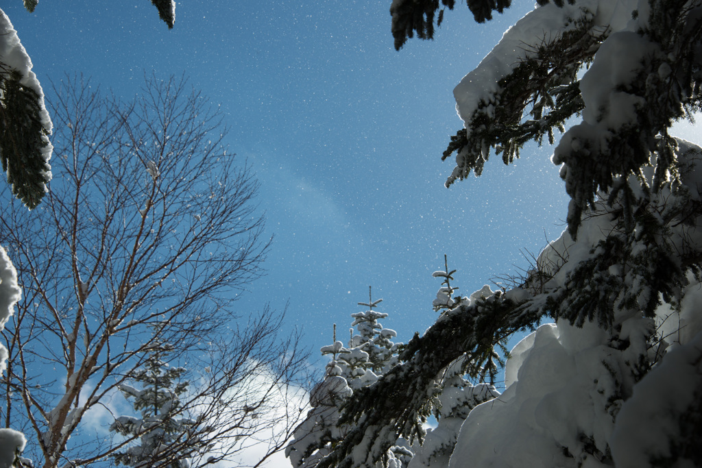 舞う粉雪