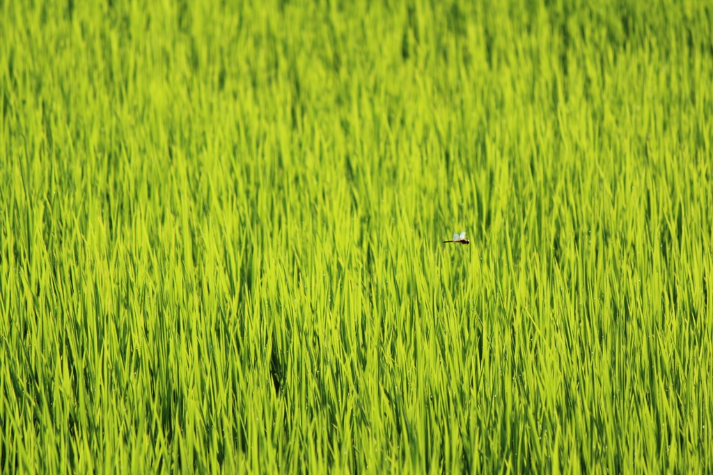 たんぼととんぼ