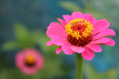 ヒャクニチソウ