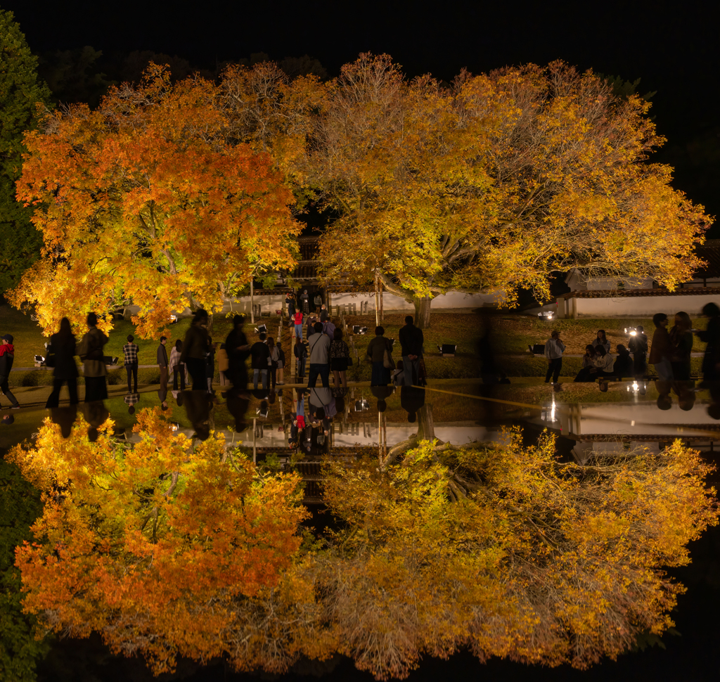閑谷学校　楷の木のライトアップ