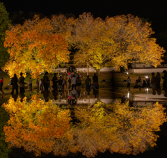 閑谷学校　楷の木のライトアップ