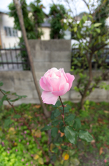 薔薇