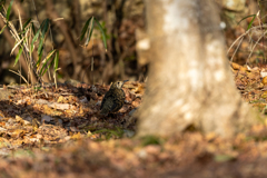 トラツグミ