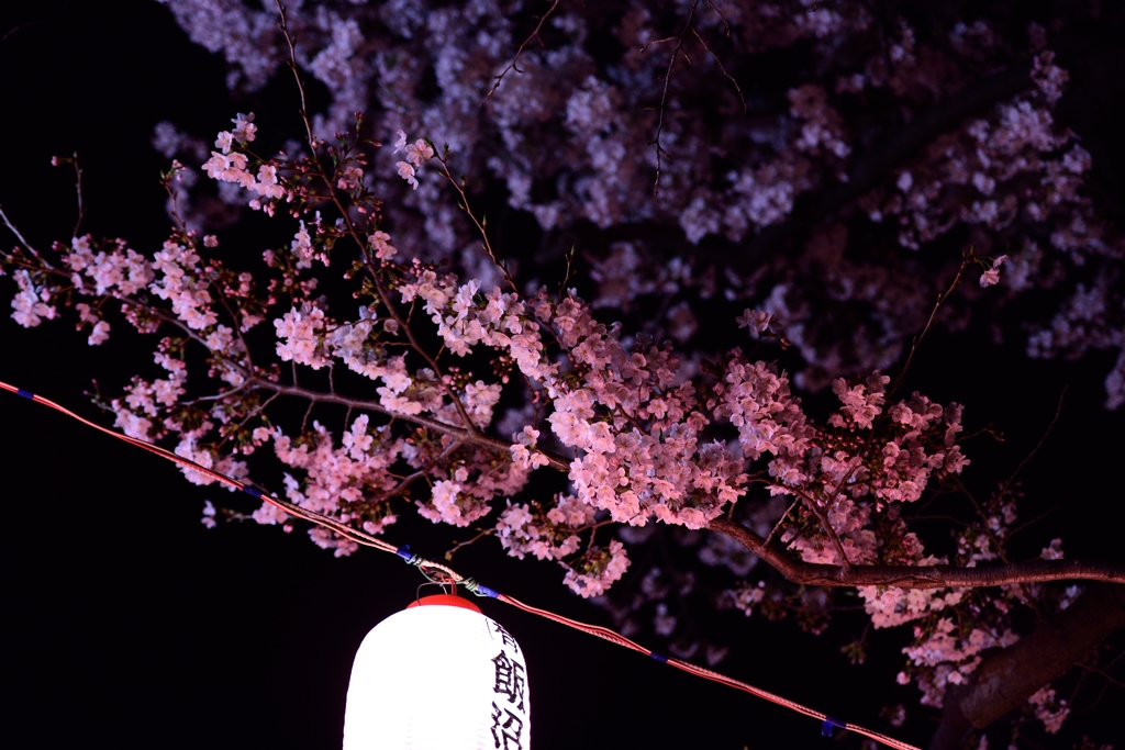 夜桜