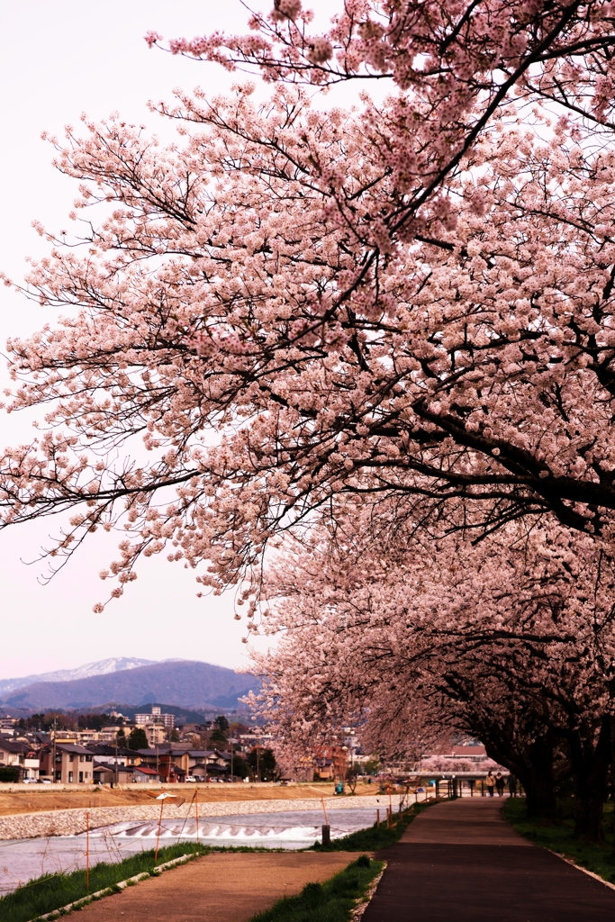 桜ロード