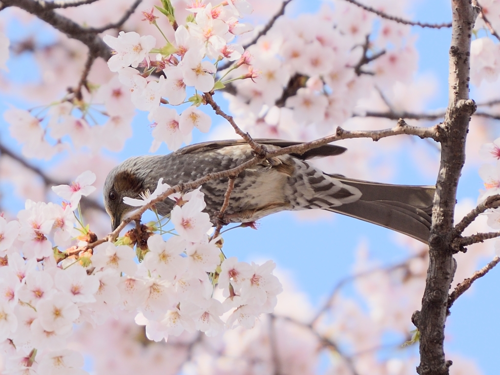もぐもぐ