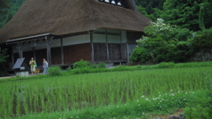 梅雨の田んぼ