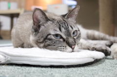 なにみてんのよさ