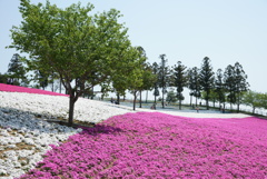 芝桜 おおた芝桜・ポピーまつり