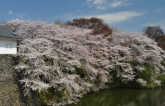 sakura