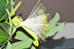 パキラの花
