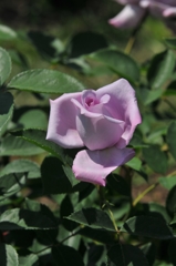 紫薔薇