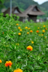 末摘花