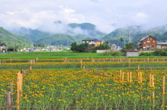 紅の花