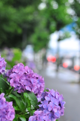 紫陽花