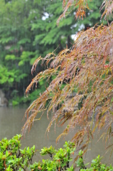 梅雨の輝き