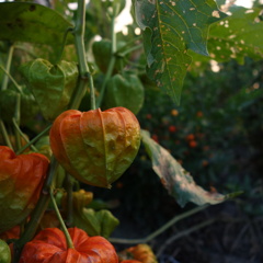 DSC00260
