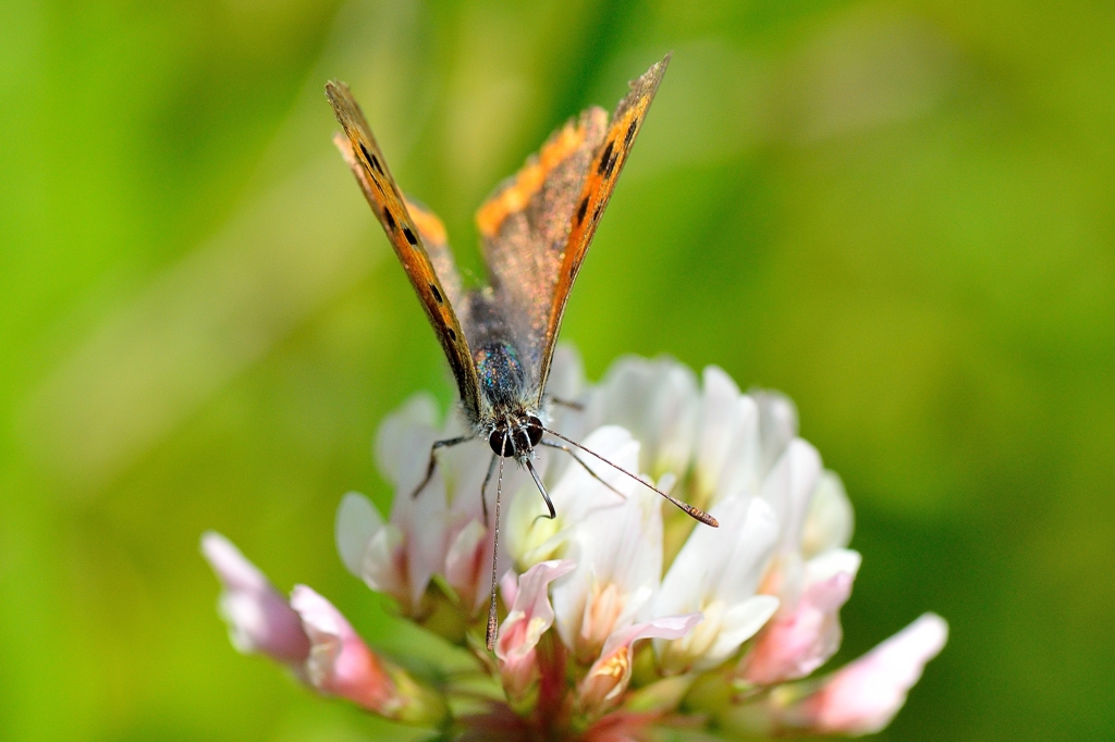 チュー、または、チュルチュル　