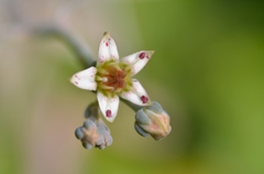 白牡丹の花