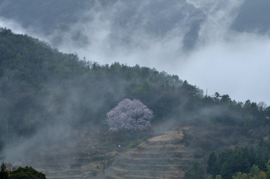 宿禰の大桜３