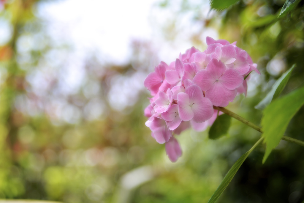 庭の紫陽花6