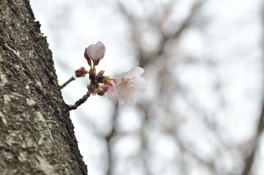 桜9