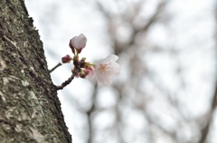 桜9