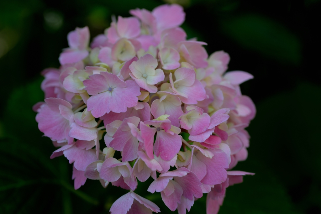 庭の紫陽花2