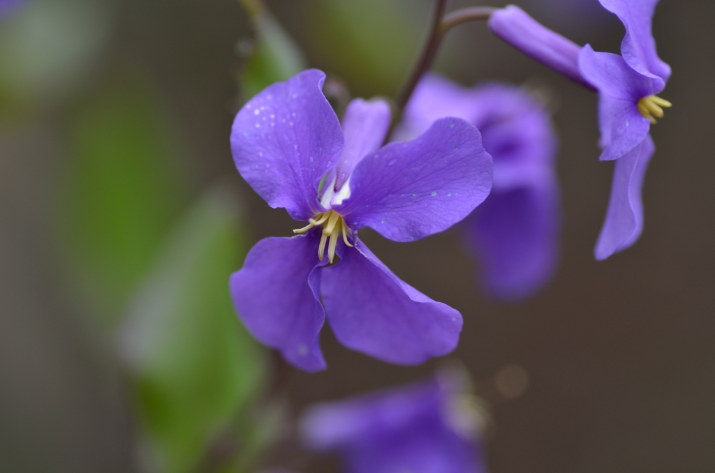 花大根