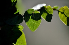 緑の多い都市計画