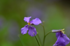 花大根