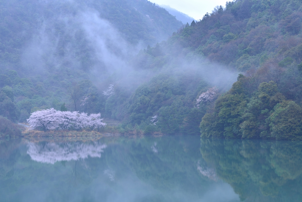 昭和池の桜