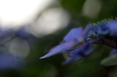 2014　棲真寺　紫陽花2