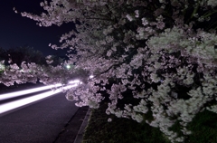 夜のバンブー・ジョイ・ハイランド3