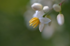 南天の花2