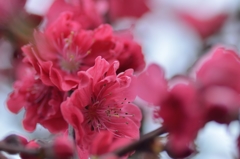 桃の花