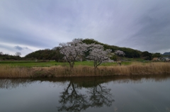 天池の桜