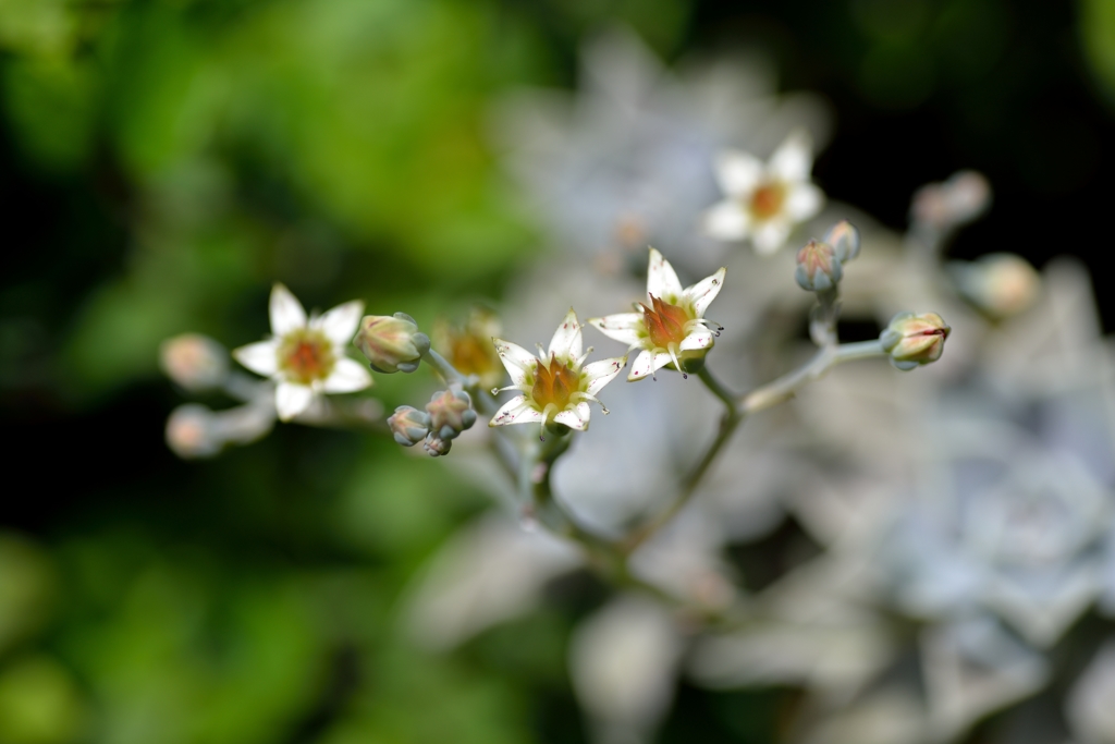 白牡丹の花２